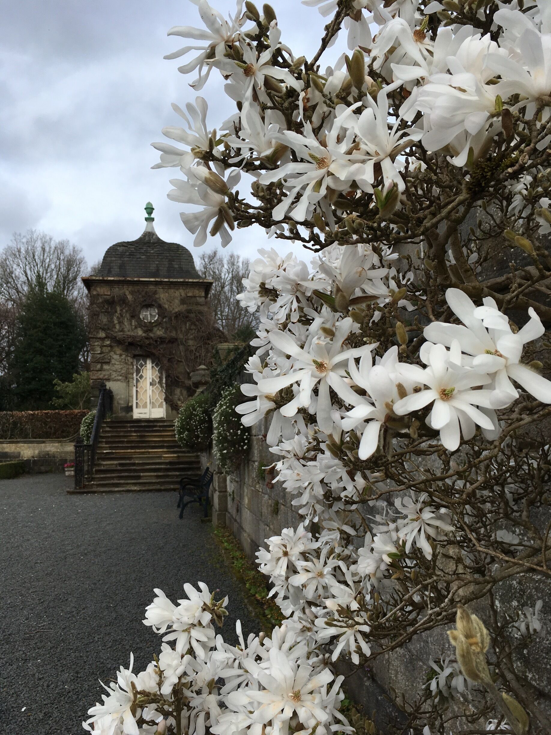 Beautiful Spring flowers at Pollok House.