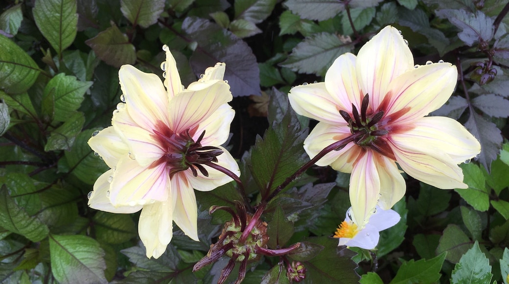 Secret Garden - Kings Park