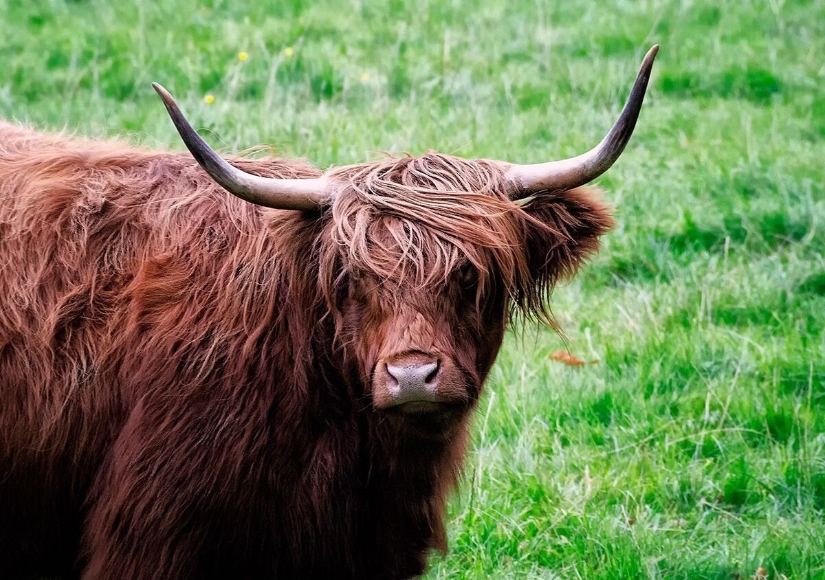 What a perfect place to see a Highland Cow!!!  Pretty lands to walk-a-bout.