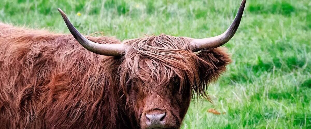What a perfect place to see a Highland Cow!!! Pretty lands to walk-a-bout.