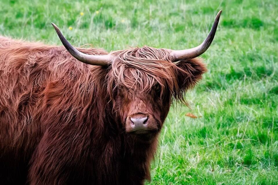 Een jak met lang bont en gebogen hoorns, staand in een grasveld.