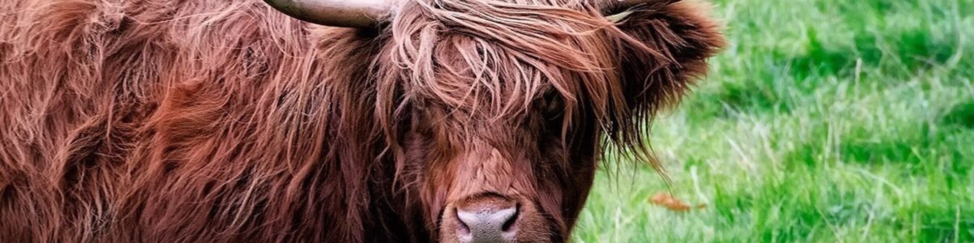 What a perfect place to see a Highland Cow!!! Pretty lands to walk-a-bout.