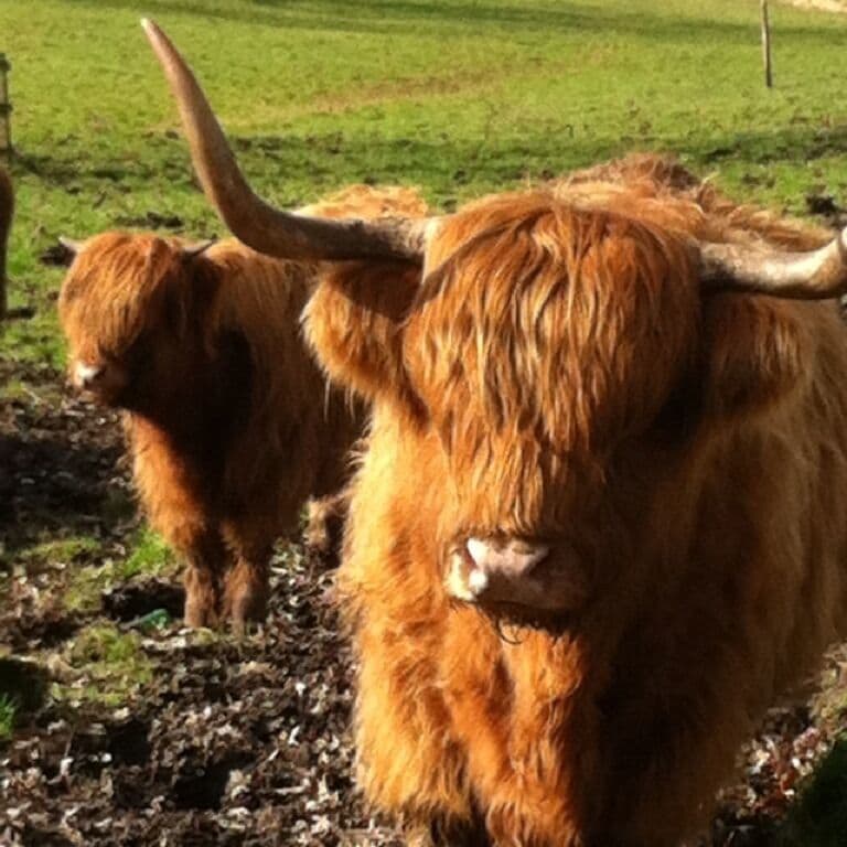 Highland cattle