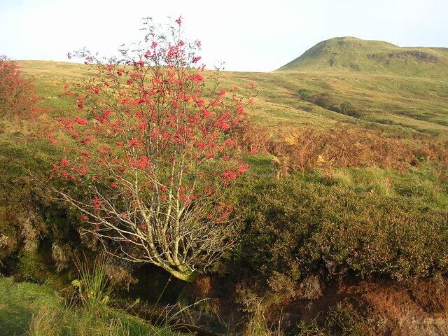 Rowan Tree in Patterson's Glen Looking SE towards Dumgoyne