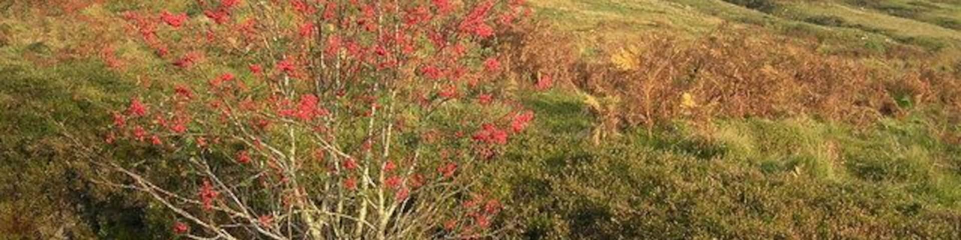 Rowan Tree in Patterson's Glen Looking SE towards Dumgoyne
