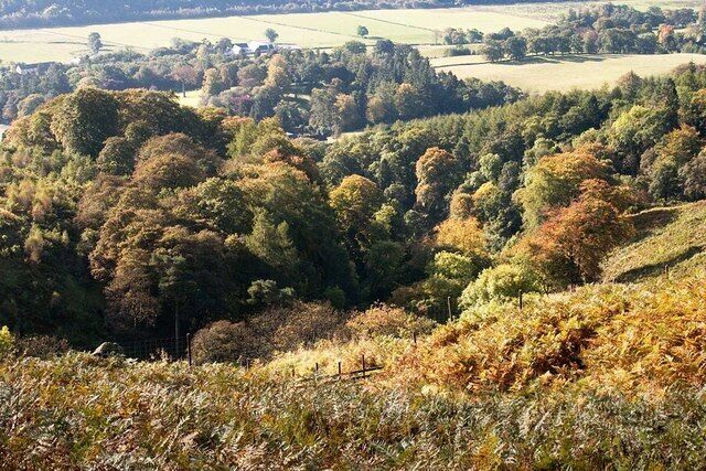 Autumn Colours Campsie Glen wood taken from the ruined cottage north of the glen.