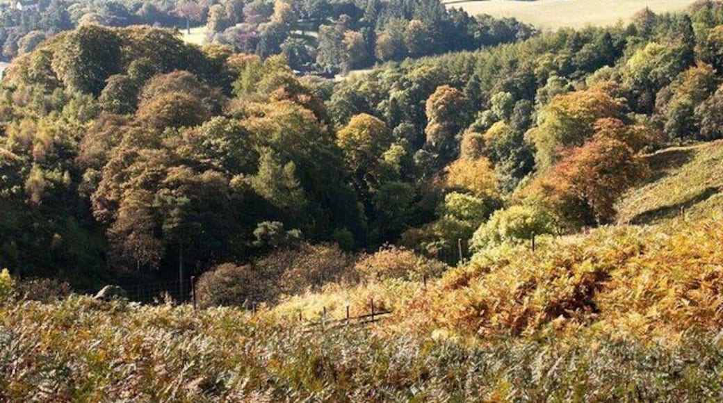 Autumn Colours Campsie Glen wood taken from the ruined cottage north of the glen.