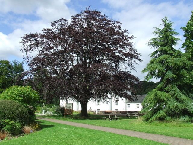 Copper beech tree. At the David Livingstone Memorial park. See also 895812.