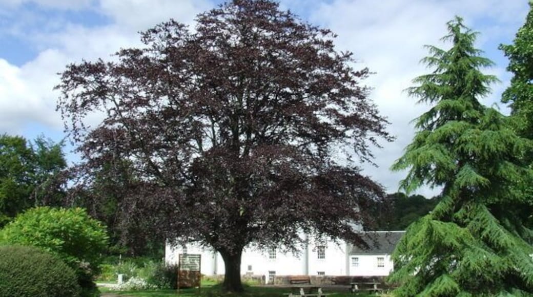 Copper beech tree. At the David Livingstone Memorial park. See also 895812.
