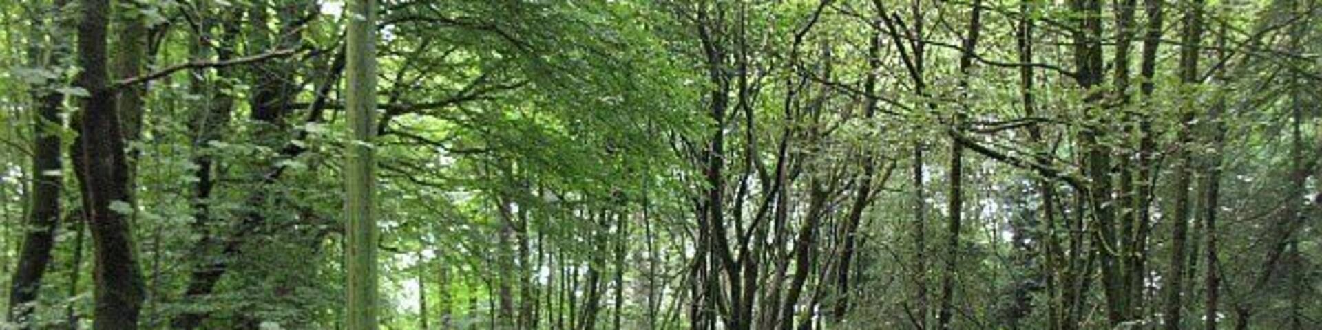 Walton Road Narrow road which runs under the Castlecary viaduct and up through woods. The A80 can still be heard to the west.