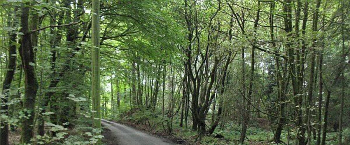 A narrow forest road surrounded by dense trees.