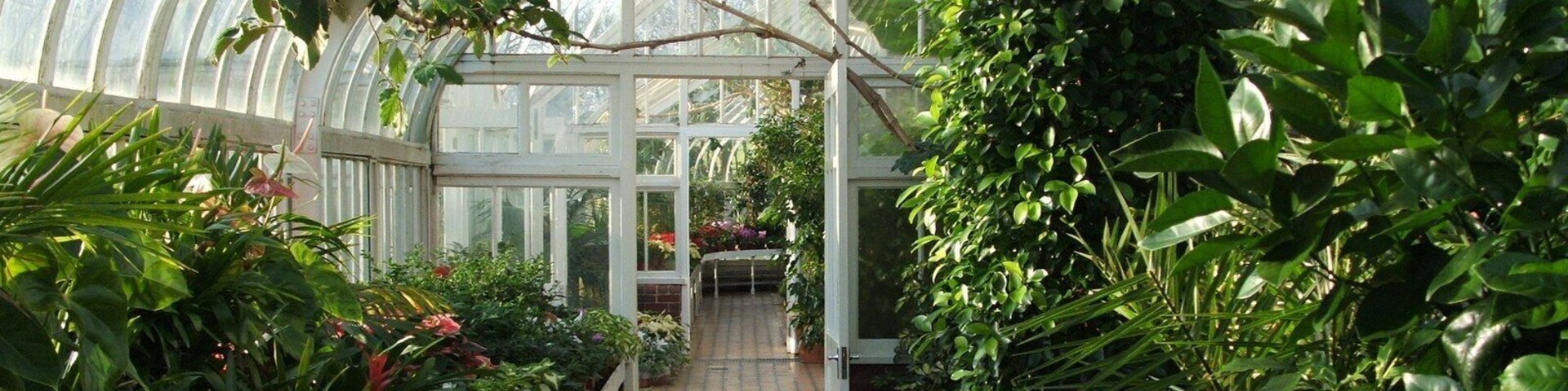 Tollcross Park - inside the Winter Gardens. See: 946227.