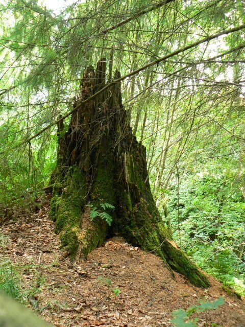 Shattered stump The scant remains of a broken beech tree above the burn in Uplawmoor Glen.