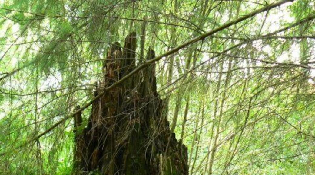 Shattered stump The scant remains of a broken beech tree above the burn in Uplawmoor Glen.