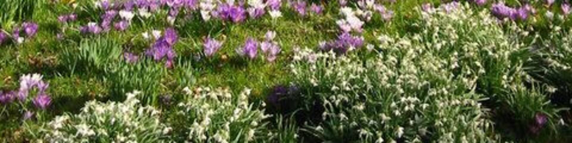 Spring flowers Spring flowers in woodland at Kittochside on the outskirts of East Kilbride.