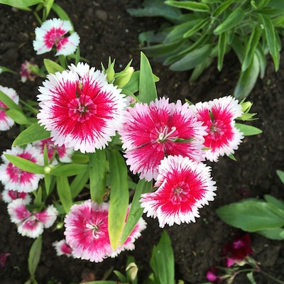 So many pretty flowers in Newlands Park!