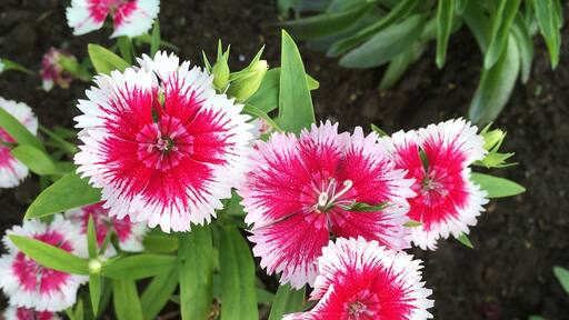 So many pretty flowers in Newlands Park!