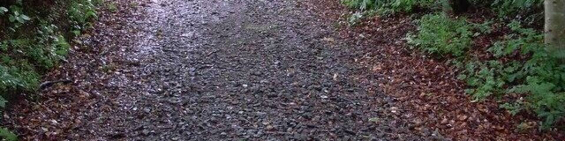 Well-shaded path Behind Westburn Village, near Glasgow.