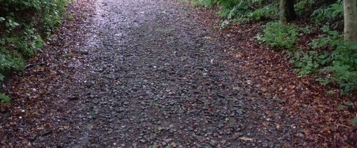 A gravel path surrounded by dense green foliage.