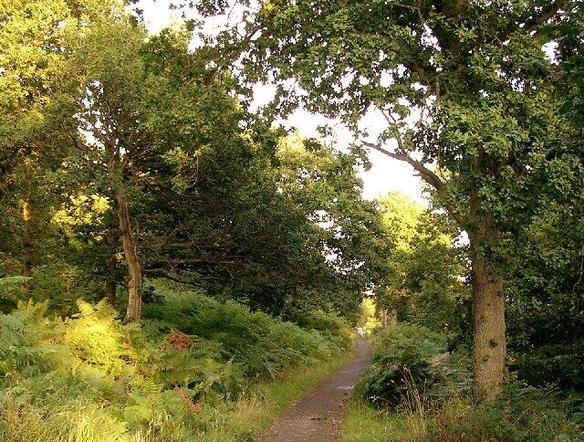 Garscadden Wood. Unspoilt mature woodland a stone's throw from Drumchapel