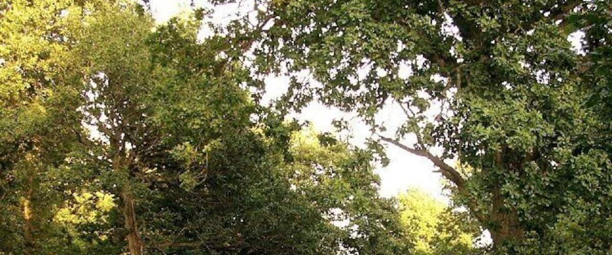 Garscadden Wood. Unspoilt mature woodland a stone's throw from Drumchapel