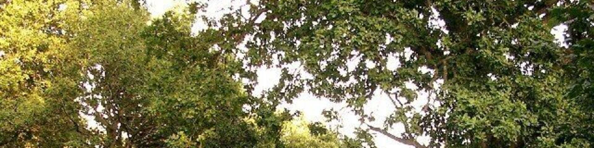 Garscadden Wood. Unspoilt mature woodland a stone's throw from Drumchapel