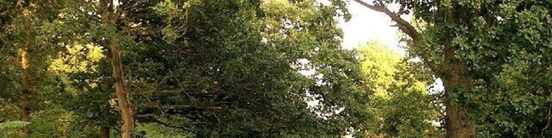 Garscadden Wood. Unspoilt mature woodland a stone's throw from Drumchapel