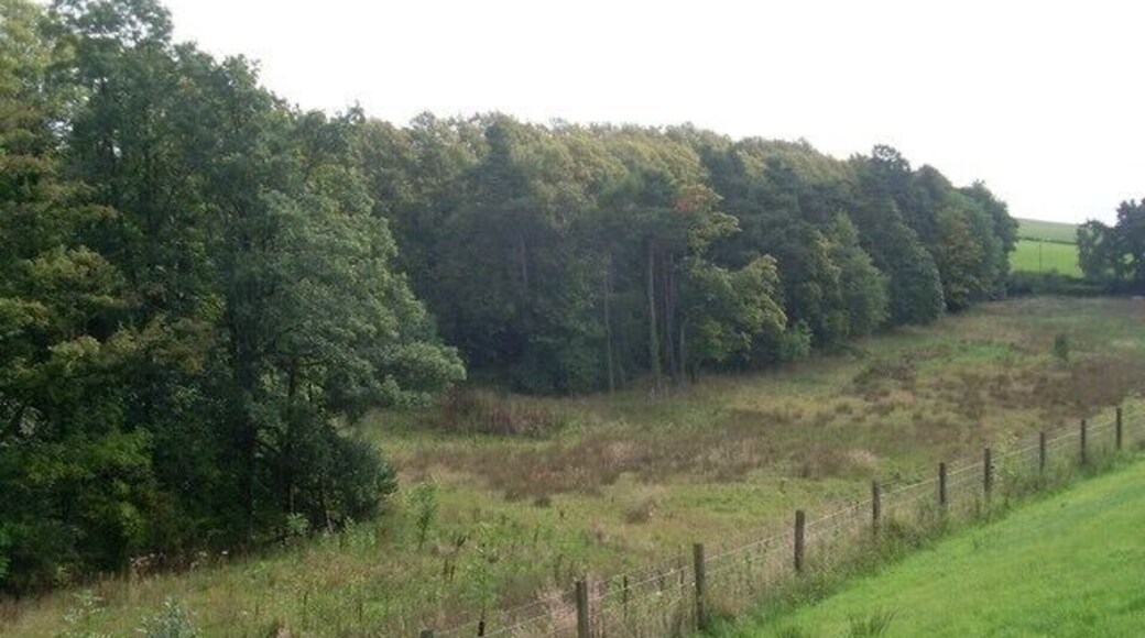 Woodland by the Carmunnock Bypass