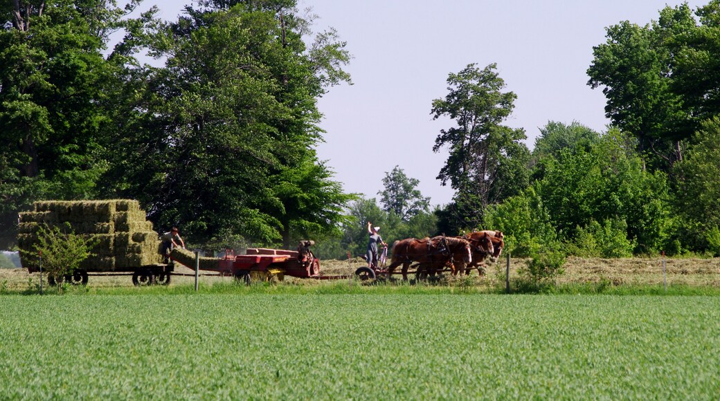 Cut, baled and stacked and not an ounce of fosil fuel used.