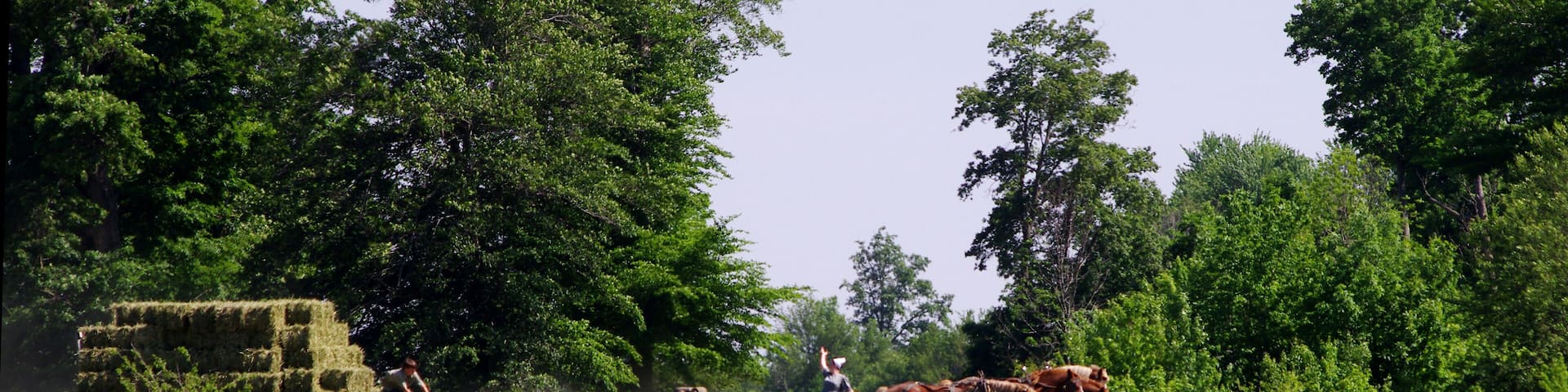 Cut, baled and stacked and not an ounce of fosil fuel used.