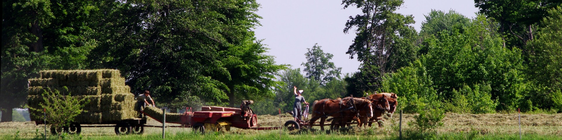 Cut, baled and stacked and not an ounce of fosil fuel used.