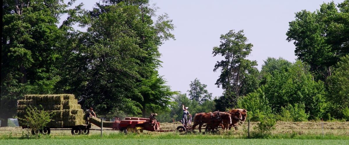 A rural landscape with a field, a hay cart, and horses pulling a plow.