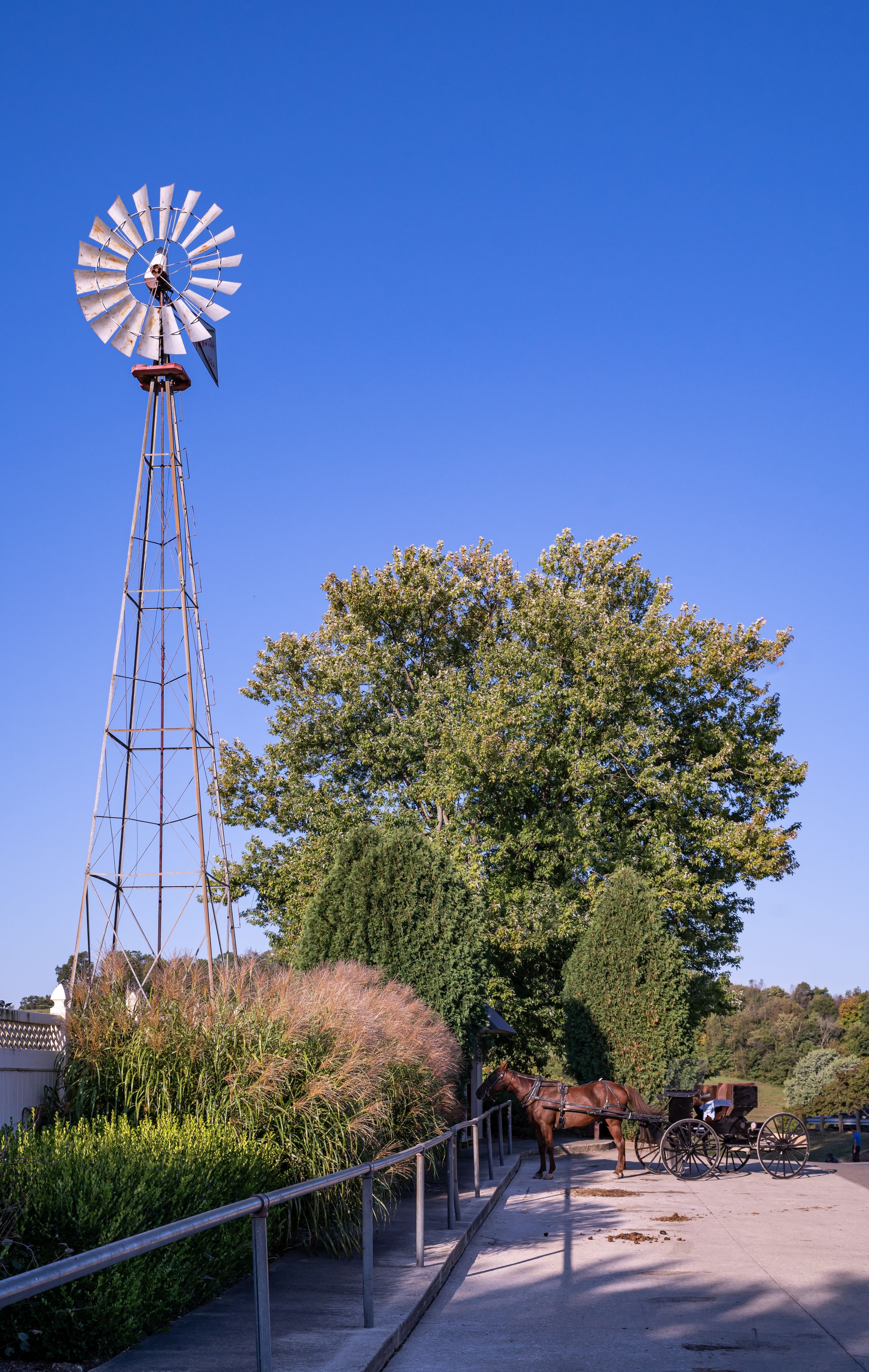 Amish horse and buggy parked at a hitching rail beside a windmill and a large tree | Holmes County, Ohio
