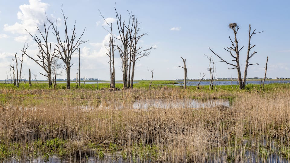 A marshland with tall, leafless trees and a nest atop one.