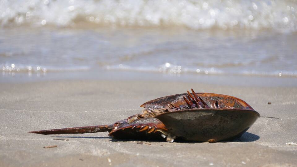 A horseshoe crab on a sandy beach with waves in the background.