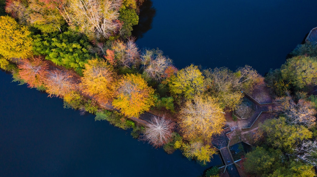 Fall pond I