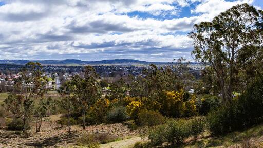 View from Glen Innes Highlands Skywalk of bushland with golden wattles on windy winter day