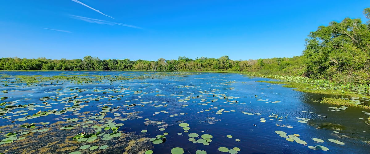 A lake with lily pads and a forested shoreline.