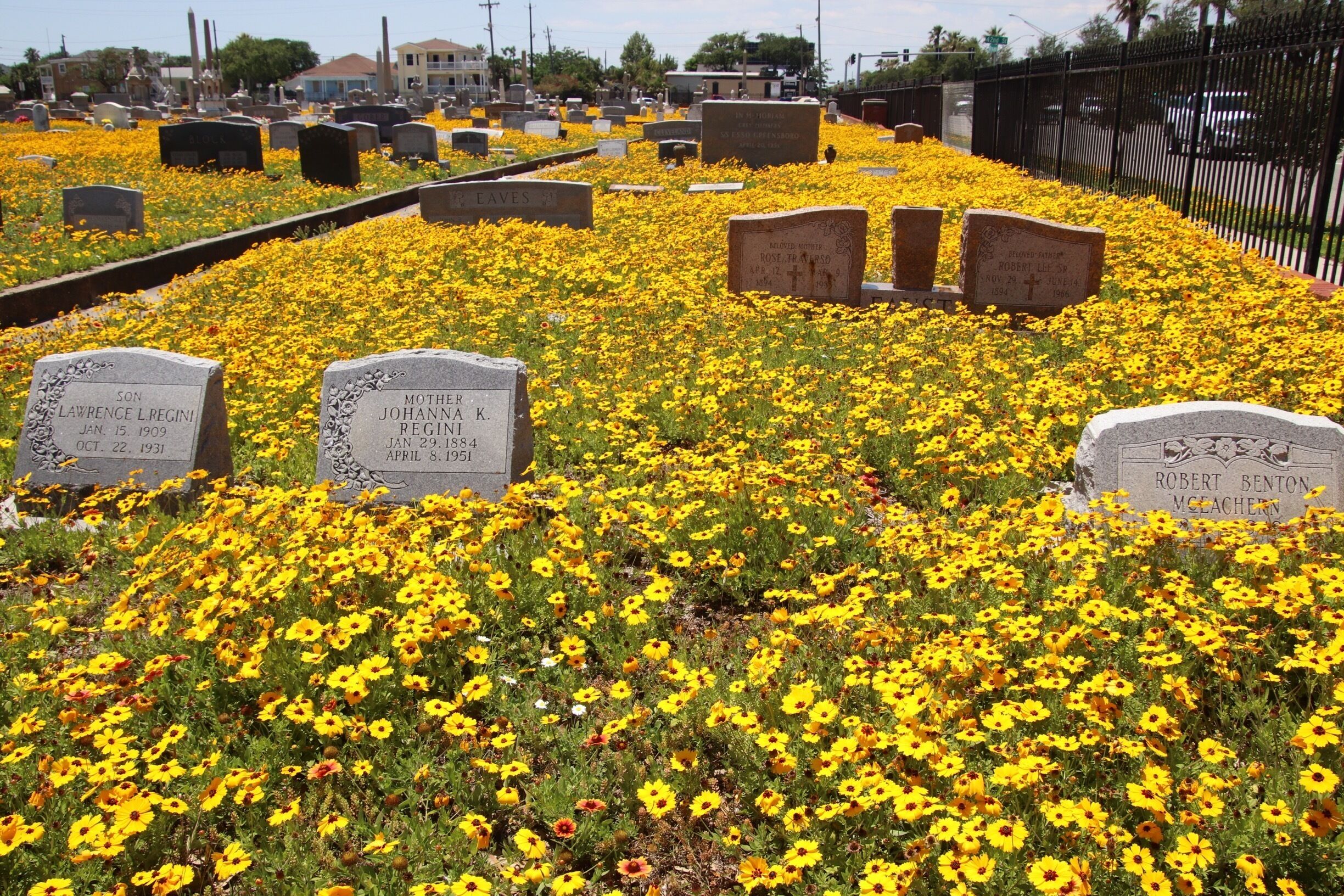 Wild flowers everywhere! 