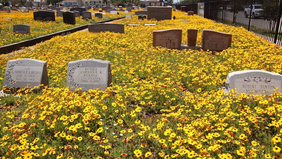 Wild flowers everywhere!