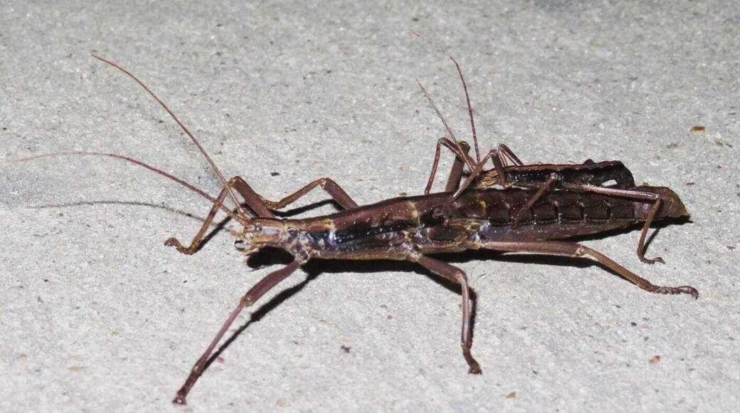 Devil Riders, Anisomorpha buprestoides, family Phasmatidae (the stick insects).
Look closely! This is actually a mating pair of insects called Devil Riders, sometimes known as musk mares or southern two-striped walkingsticks. A small male is on top of the much larger female.