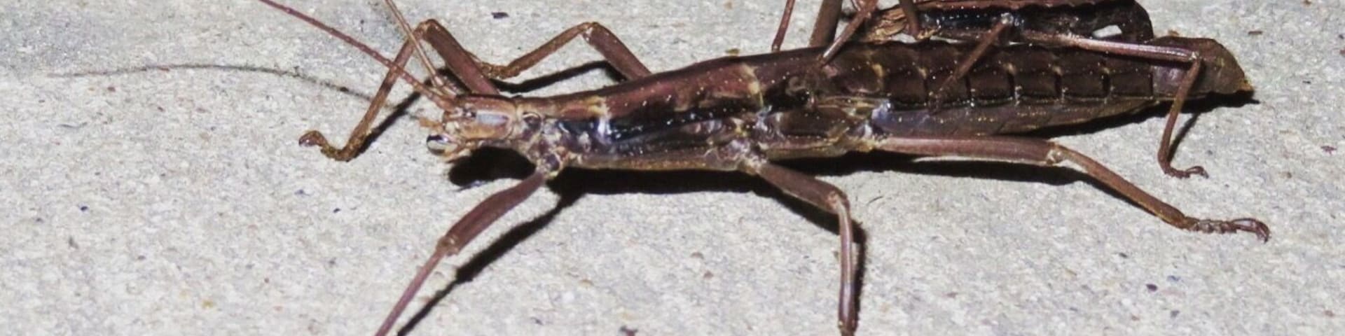 Devil Riders, Anisomorpha buprestoides, family Phasmatidae (the stick insects).
Look closely! This is actually a mating pair of insects called Devil Riders, sometimes known as musk mares or southern two-striped walkingsticks. A small male is on top of the much larger female.