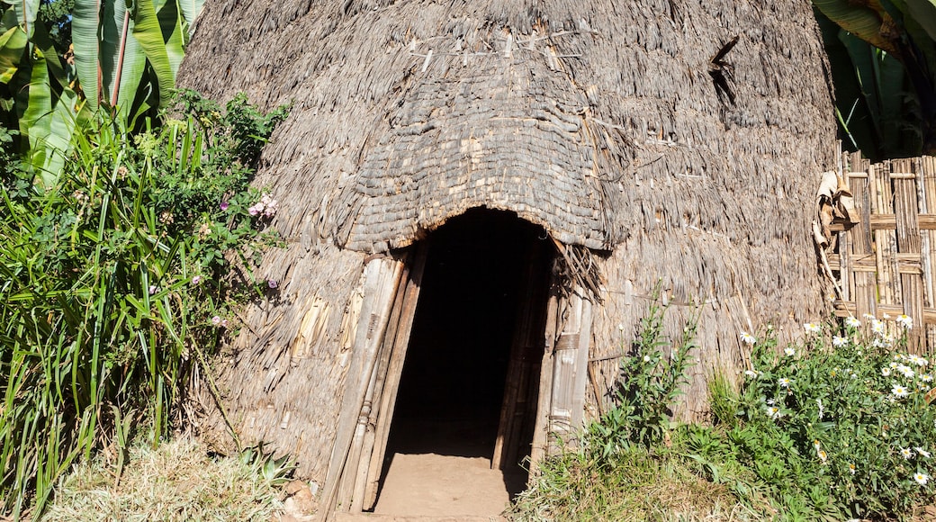 Elephant head like traditional Dorze house. Hayzo village, Omo Valley, Ethiopia