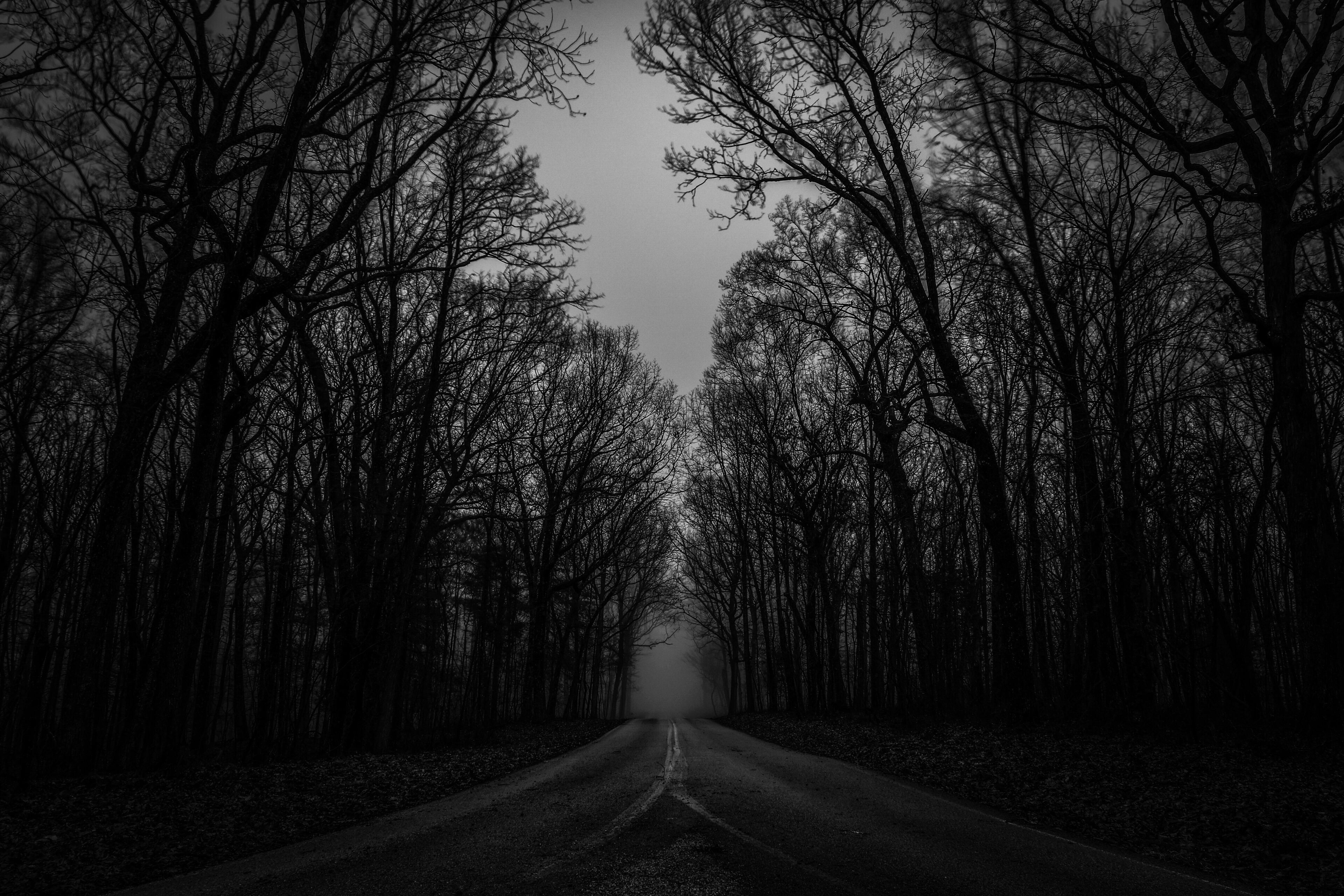 A dark image of lonely road in a haunting forest on Monteagle Mountain on a cold foggy evening at University of the South in Sewanee, Tennessee.