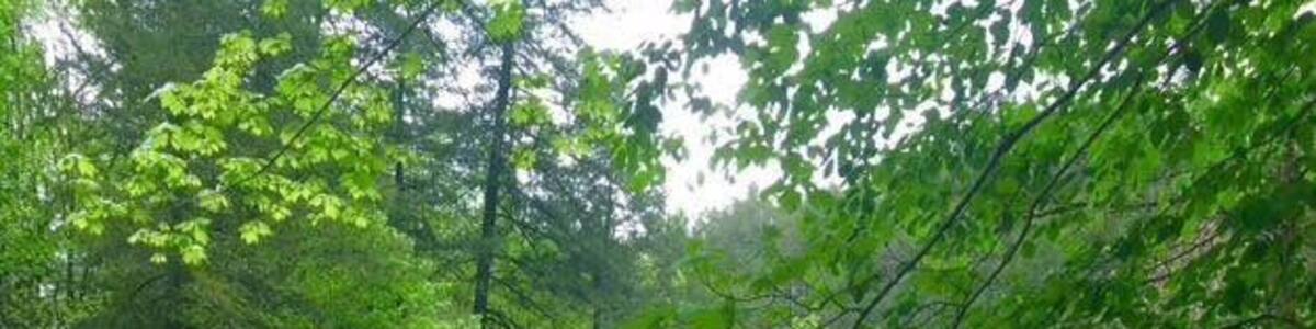 Upper Greeter Falls on the Fiery Gizzard Trail.