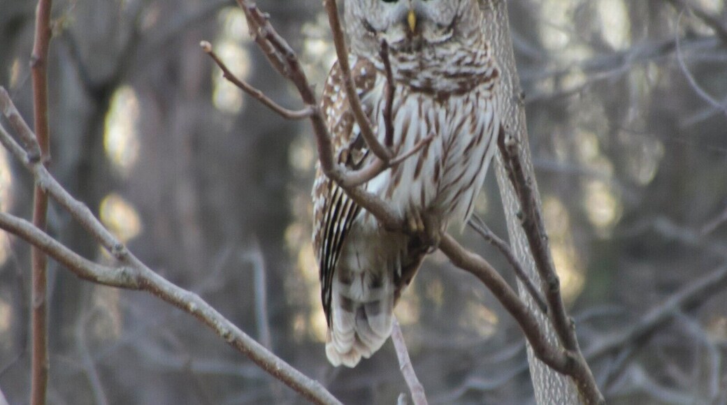 This beautiful Barred Owl was sitting along Route 78 just outside of Morrision, Illinois. He sat patiently as I backed up to get a better photo.