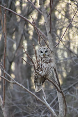 This beautiful Barred Owl was sitting along Route 78 just outside of Morrision, Illinois.  He sat patiently as I backed up to get a better photo.