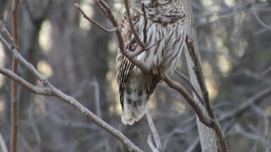 This beautiful Barred Owl was sitting along Route 78 just outside of Morrision, Illinois. He sat patiently as I backed up to get a better photo.