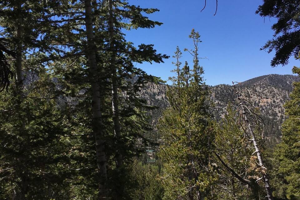 A dense forest with tall pine trees and a mountain in the background.