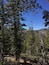 A dense forest with tall pine trees and a mountain in the background.